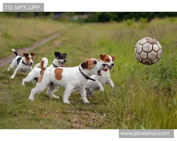 足球明星化身萌宠狗狗，球场风采与可爱并存的创意艺术作品